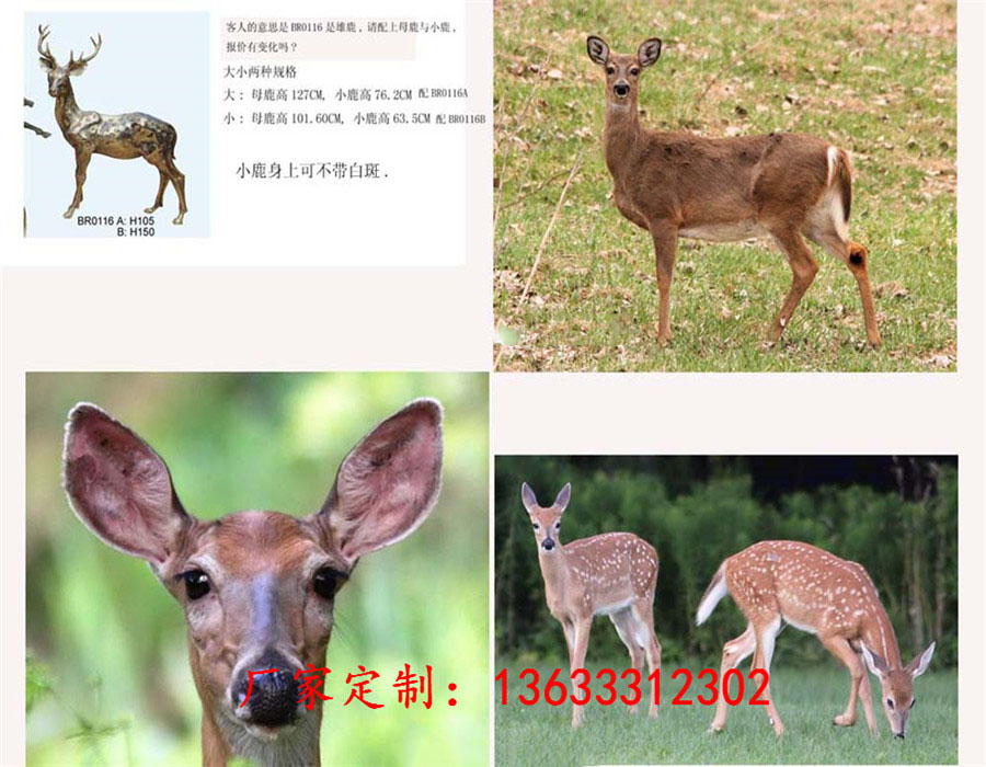 母子鹿S'.jpg